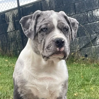 Blue - American Bully