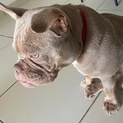 Kisbully Amande  - American Bully