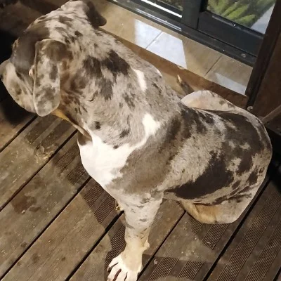 Girardot Bullz Shadow - American Bully