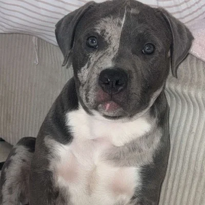 Razor’s D&P Kennel Karma Aka Donuts Jr - American Bully