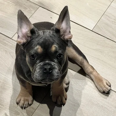 Exotic Frenchie Bouli Oxy - Bouledogue français