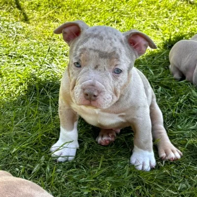 Aïko - American Bully