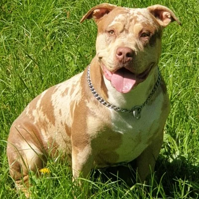 EARL de Lochy Lewis  - American Bully