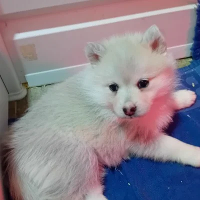 Boheme For Ever (F2) - Pomsky