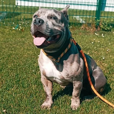 La Terre de Zeus Nelson  - American Bully