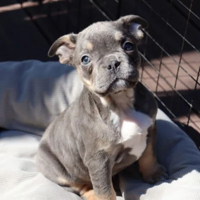 Exotic Frenchie Bouli Kali - Bouledogue français
