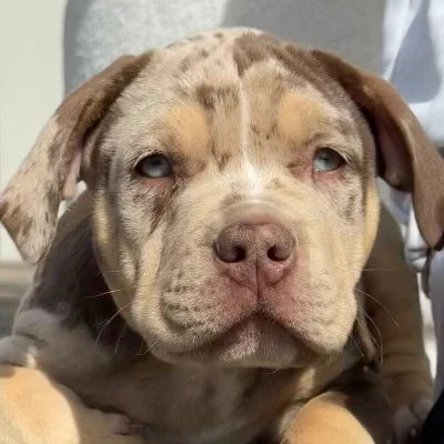 EARL de Lochy Bisha - American Bully