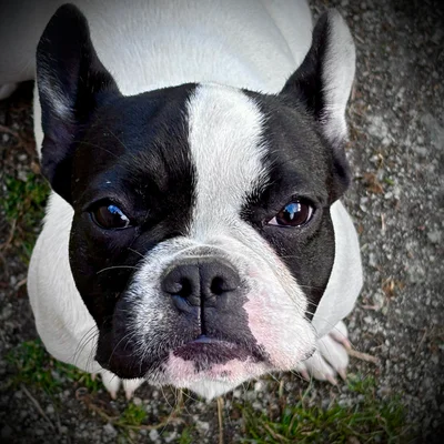 Vicky - Bouledogue français