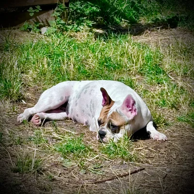 Sansa  - Bouledogue français
