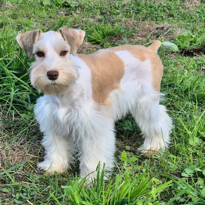 Jiao - Schnauzer Exotique