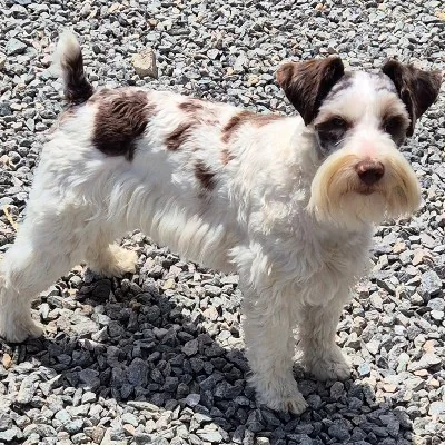 Bandit - Schnauzer Exotique