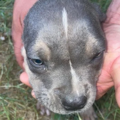 Simba - American Bully