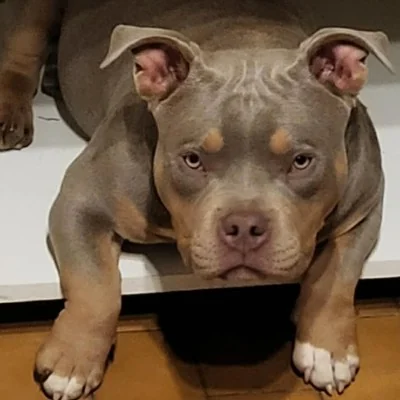 Aïko Ultimate Bull Empire - American Bully