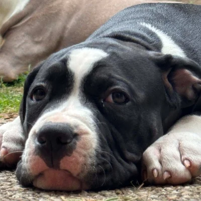 Brasco - American Bully