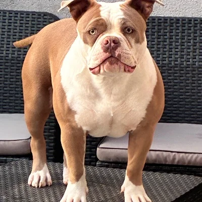 Tita - American Bully