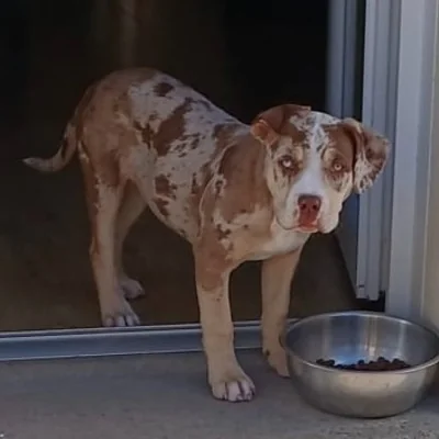 NBK Aby - American Bully