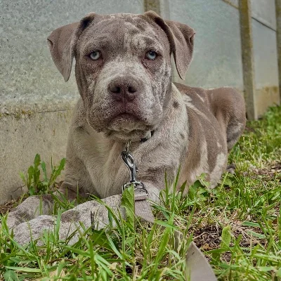 Tyson - American Bully