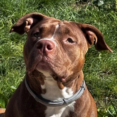 Vilma - American Bully