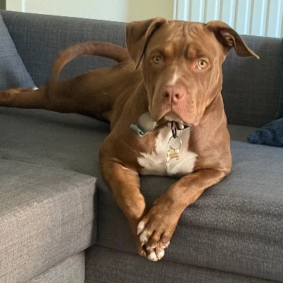 The Macaw Family Kennel Choco - American Bully