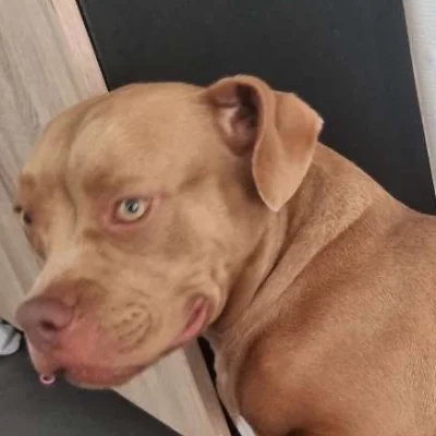 La Terre de Zeus Shuri - American Bully