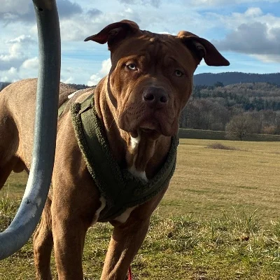 Atom - American Bully