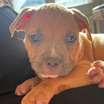 Bueno - American Bully