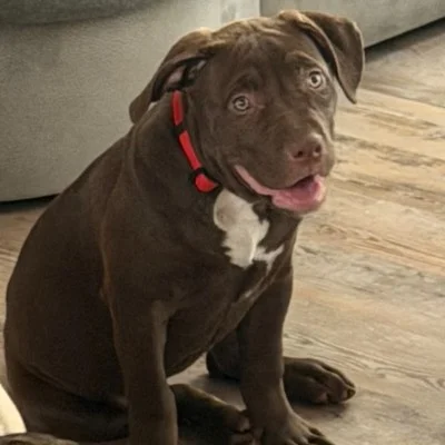 Bulma - American Bully