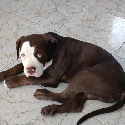 Hermès  - American Bully