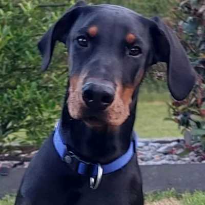 Zeus - Doberman