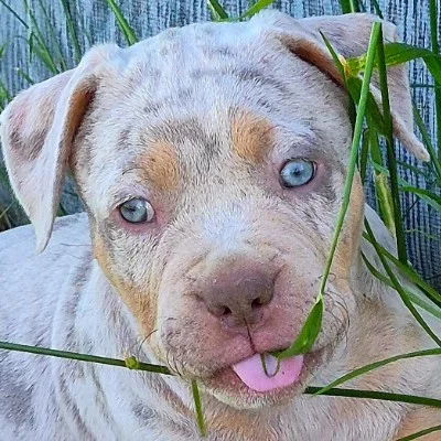 Lena - American Bully