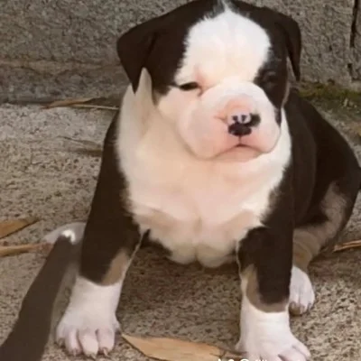 Nova Nostra - American Bully