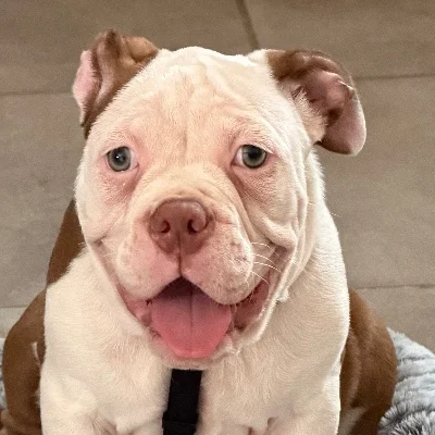 Bobby - American Bully