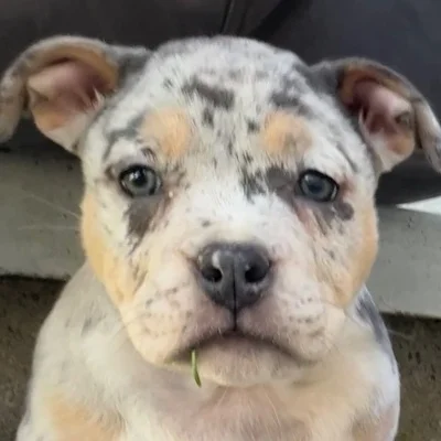 Cookie Gomo Bully's Gang - American Bully