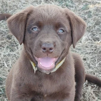 Azula De La Cité des Animaux - Labrador