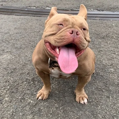 MonsterBully Mada Kira  - American Bully