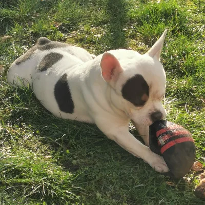 Dogbully59 Aïko - American Bully