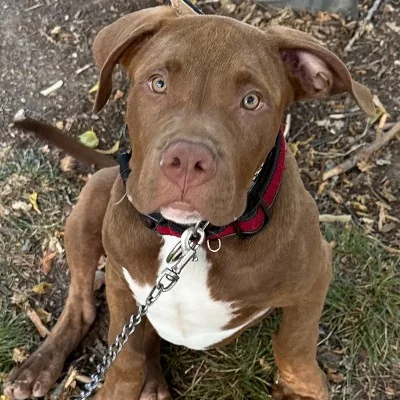 King Of Lion Locky - American Bully
