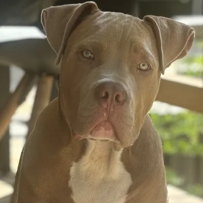 King Of Lion Brabus - American Bully