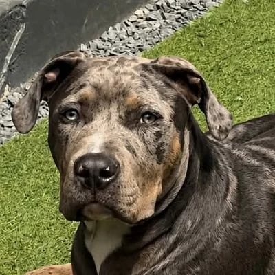 Blue - American Bully