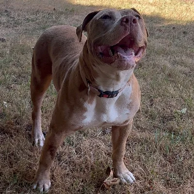 NBK Hinata - American Bully