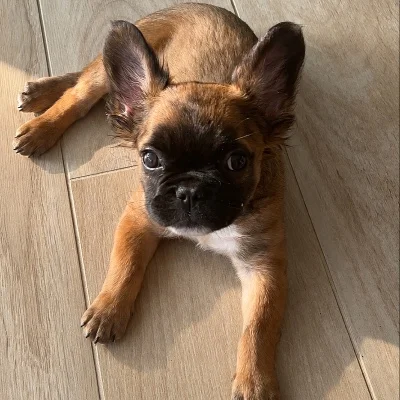 Élevage de la Famille Dog Étoilée Blake (Fluffy) - Bouledogue français