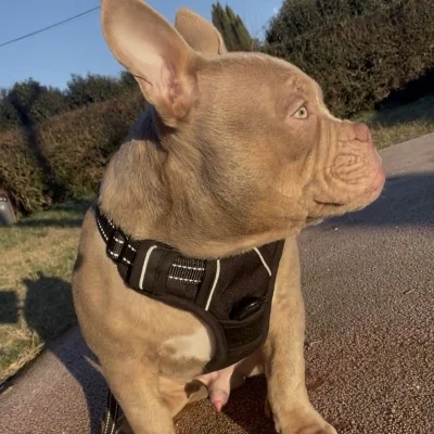 Bully Legend Magic Narcos - American Bully