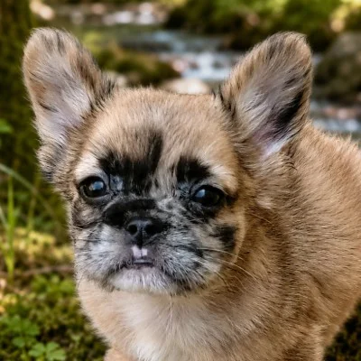 Busiris de la Famille Dog Étoilée (Fluffy) - Bouledogue français