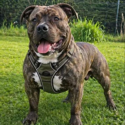 BFB Sirius - American Bully