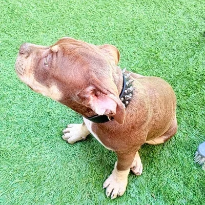 Baya - American Bully