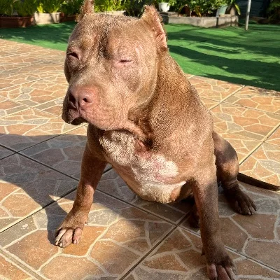 Fraumens Bullz Sista - American Bully