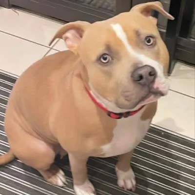 Canihorse Héméra - American Bully