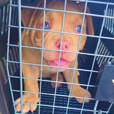 Brasko - American Bully
