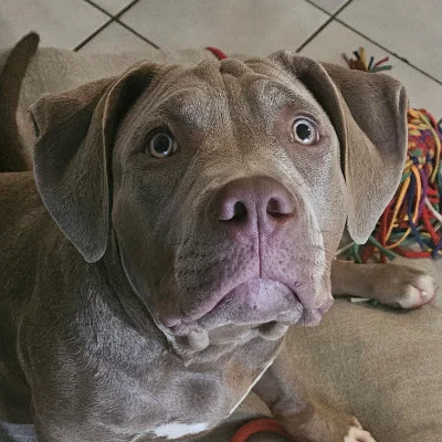 Athena - American Bully
