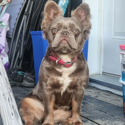 Minnie - Bouledogue français